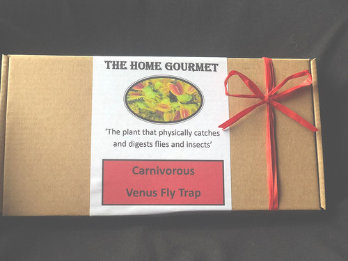 Venus fly trap - trap, growing